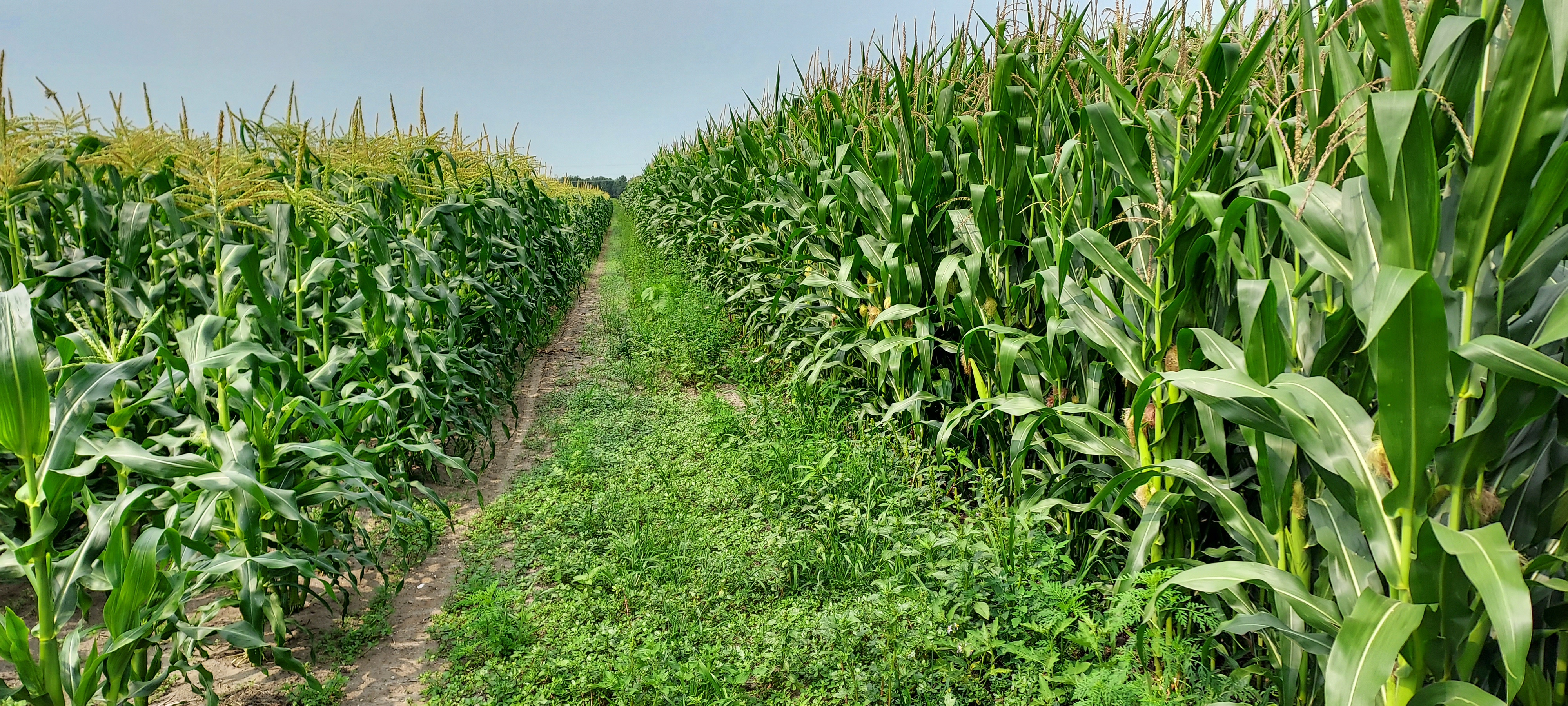 Silking field and sweet corn